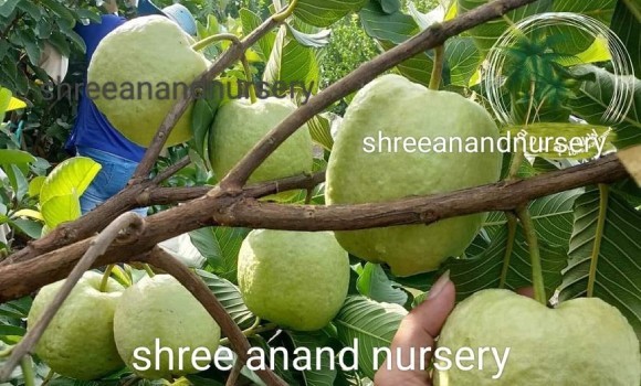 Shree Anand Nursery